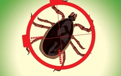 Plaquette information maladie de Lyme