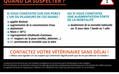 Instructions concernant la détention de suidés (porcs et sangliers)