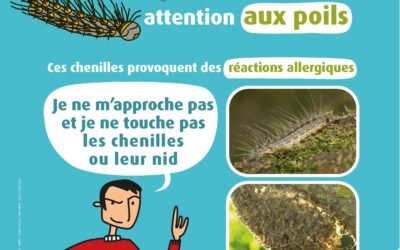 Chenilles urticantes en Île-de-France / Conseils sanitaires pour le grand public