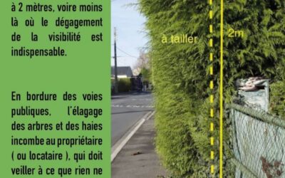Réglementation de l’abattage et de l’élagage d’arbres