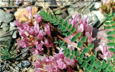Réserve Naturelle des Coteaux de la Seine