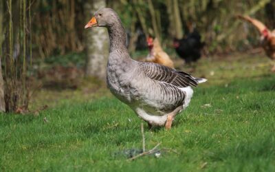 Influenza Aviaire – déclaration obligatoire des volatiles de basse-cours