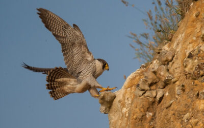 Zone de quiétude – circulation pédestre et motorisée ou non interdites du 1er Mars au 30 juin