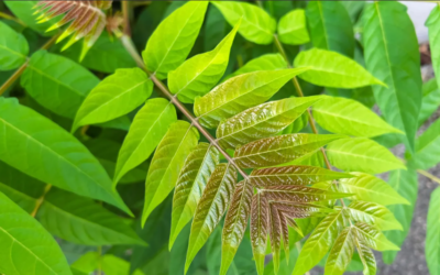 Comment réagir face à une AILANTE