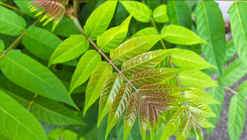 Capture d’écran 2026-03-30 123054